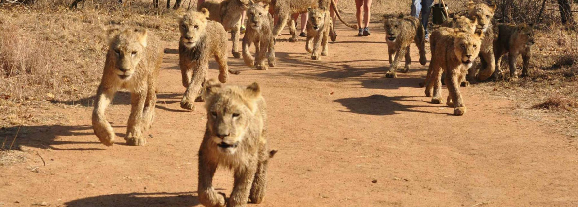 Lion & Safari Park