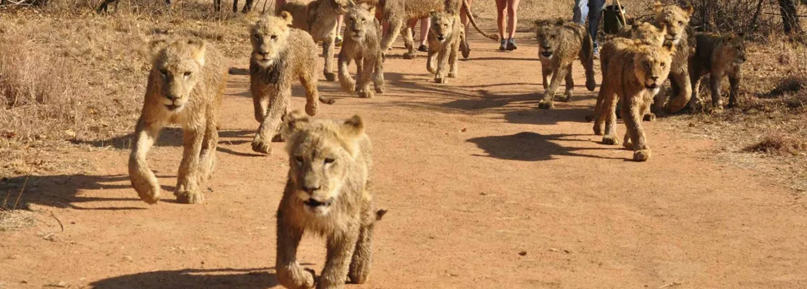 Lion & Safari Park — things to do near Kosmos Lodge, Hartbeespoort