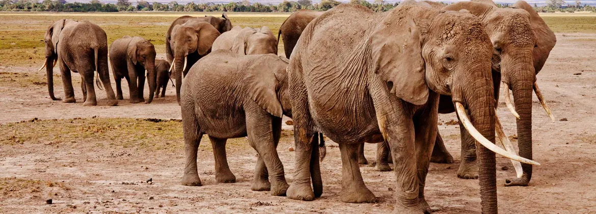 Elephant Sanctuary — things to do near Kosmos Lodge, Hartbeespoort